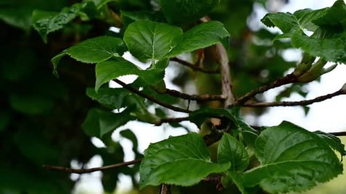 Moving closeup of green natural leaves in Norwegian flora