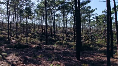 Moving forward between the trees in the forest