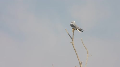 Bird Perched on Bare Branch Under Blue Sky