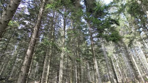 Under The Trees In The Forest
