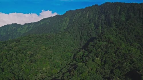 Aerial View on Forest Nature and Green Wood Trees in Landscape of Mountain Hills