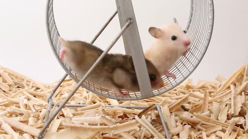 Two Hamsters Running on a Silver Wheel