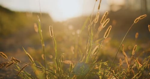 Grasses Lit by Golden Light at Sunset