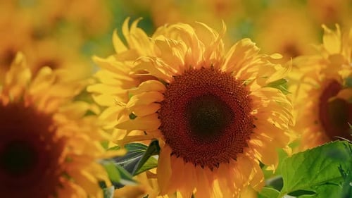 Sunflowers Field