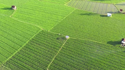 Green Rice Field