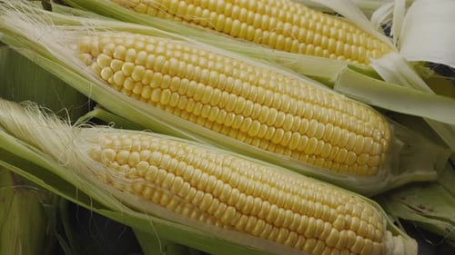 Close-up shot of ripe corn heads with corn whiskers and leaves.