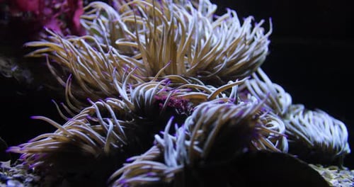 Close Up of Sea Anemone Beautiful Predatory Invertebrate Sea Life