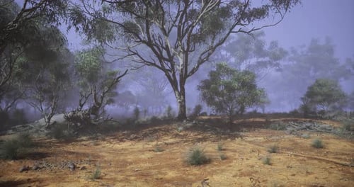 Foggy Morning in a Tranquil Forest with Eucalyptus Trees and Soft Earth