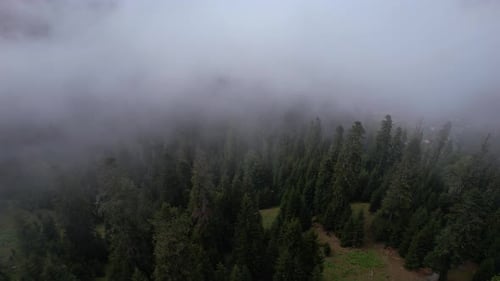 Foggy Spruce Forest In The Mountains
