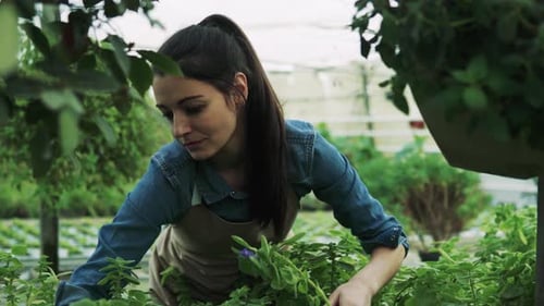 Woman tends to plants in greenhouse