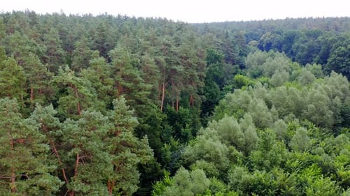 Summer quiet scenery. Mixed forest. Drone flies over treetops. Pine trees. Green plants in woodland.