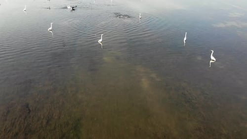 Aerial view of birds in the water, Bangladesh.