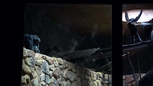 Schimpansen im Zoo, langsame Serienaufnahme