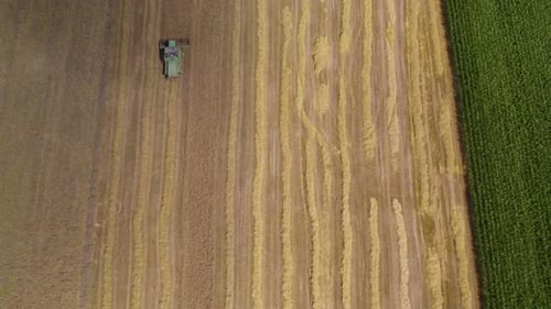 Aerial view of a combine cutting golden wheat. Combine Harvester On A Wheat Field. Aerial Shot With
