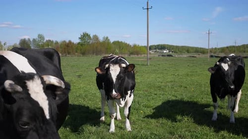 Cows Grazing in a Green Meadow in Summer
