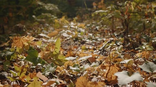 Multicolored carpet of leaves close up from the forest..