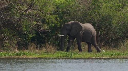 African elephant walking along riverbank in Uganda, filmed from boat in Murchison Falls, slow motion