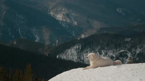 Large shot of white dog resting on peak of mountain rocky edge.