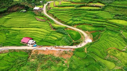 Drone, rice field and road with nature in Vietnam for farming, agriculture