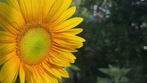 Vibrant Yellow Sunflower in Natural Light