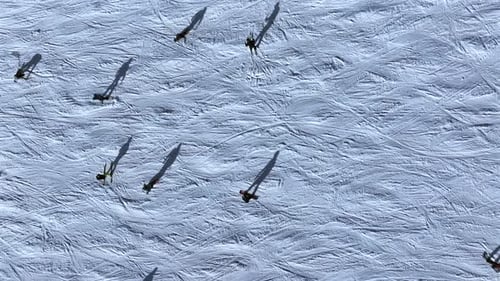 Abstract Aerial View of Skiers on a Slope