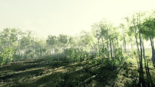 A Lane of Birch Trees on a Sunny Day