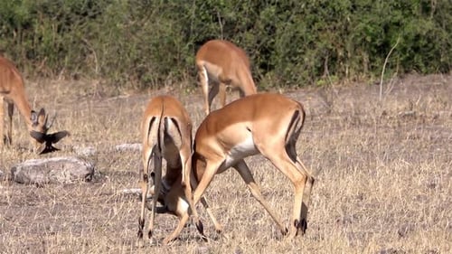 Male Impalas bashing heads, Africa