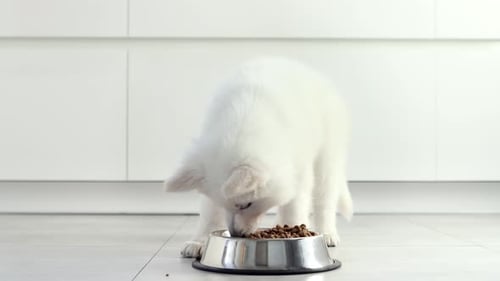 Adorable White Puppy Eating Food From Bowl
