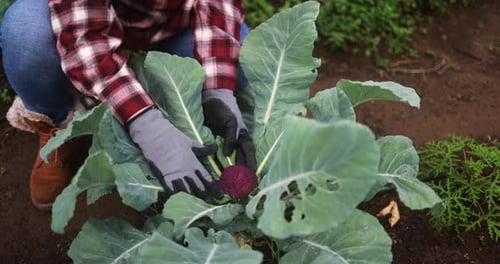 Woman Gardener tending to Purple Kohlrabi in Garden