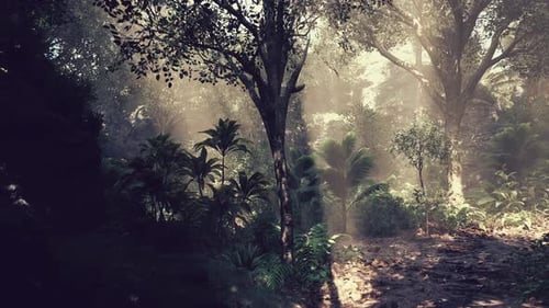 Sunlight Filters Through Trees in a Lush Forest During the Early Morning