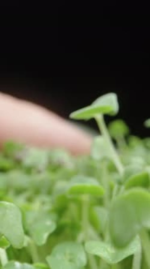 Finger touching green sprouts on black background
