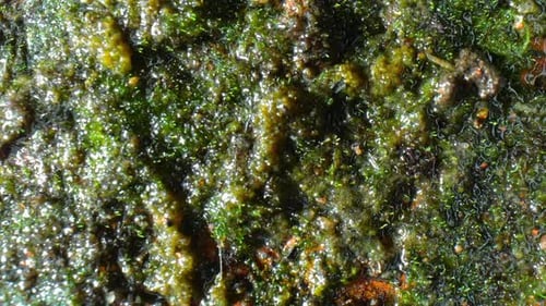 A close-up view of green organic matter growing on a brick.