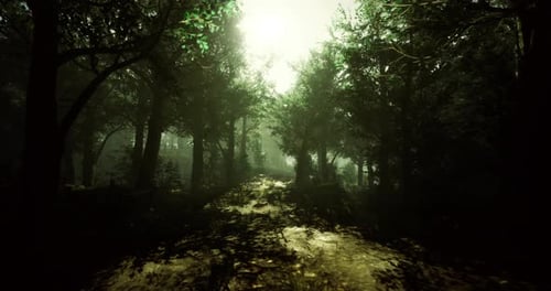 Sunlight Filtering Through a Dense Forest Path During Early Morning Hours