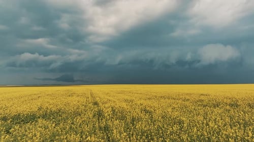 Aerial View of Yellow Flower Field Under Cloudy Sky