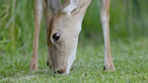 A white-tailed deer grazes on fresh grass, its head lowered as it feeds in a lush, green environment