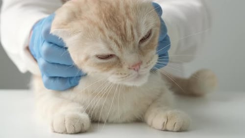 Close Up Veterinarian Hands in Blue Protective Gloves Stroking and Pet Sleepy Cat