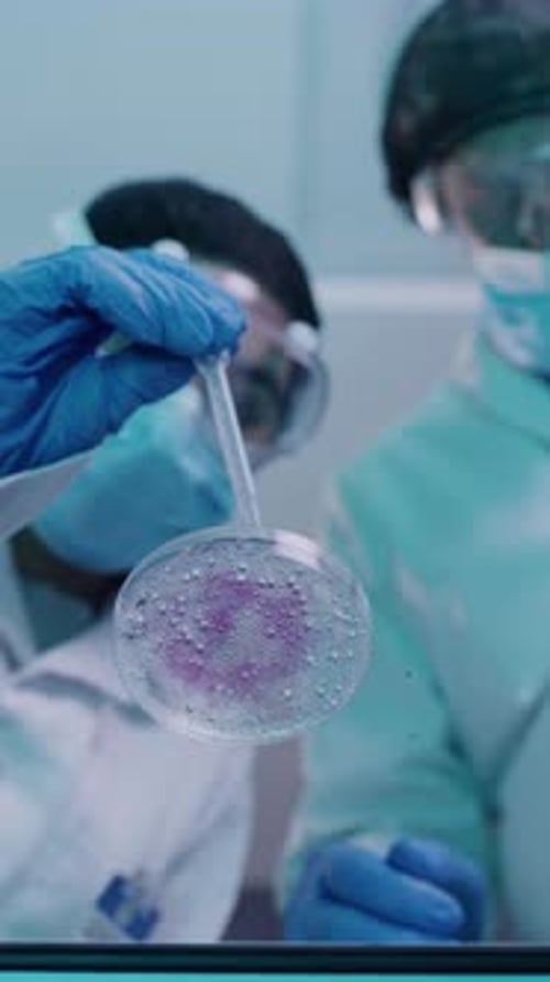 Scientists analyze petri dish liquid with pipette in lab