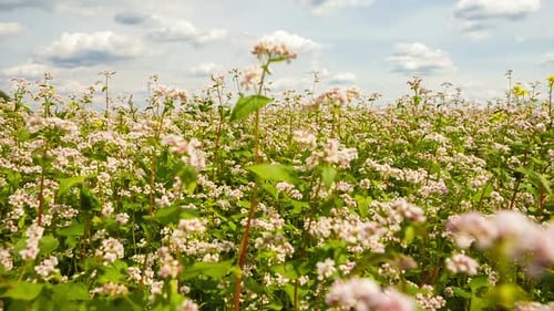 Field of Buckwheat with White Flowers