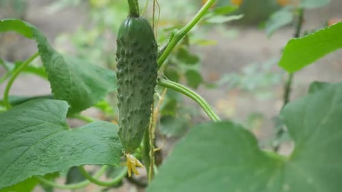 Cucumber on a Strong Vine