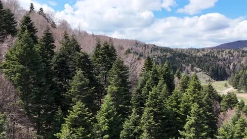 Green Pine Trees