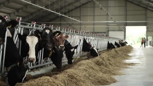 Cows on a diary farm eating. Cattle of cows