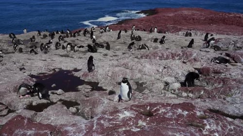Large Rockhopper Penguin Colony on Penguin Island
