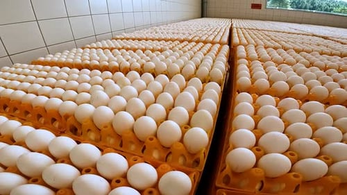 Industrial egg pallets prepared to be processed by