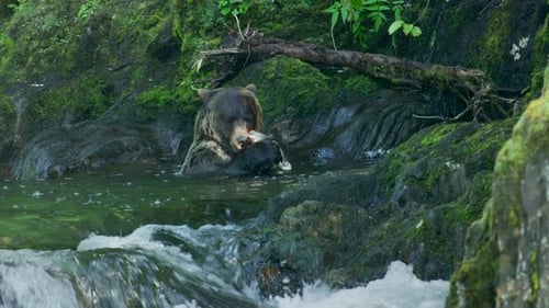 The bear soaks its body in the river and eats the fish.