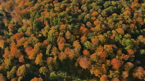 Autumn Forest with Colorful Trees