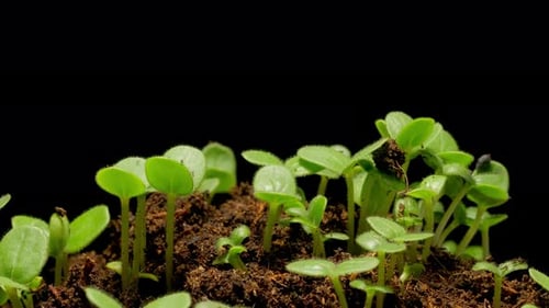 Time Lapse of Green Sprouts Growing in Soil