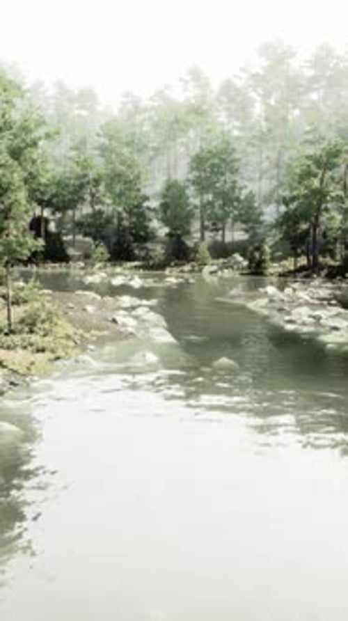 A River Running Through a Forest Filled with Lots of Trees