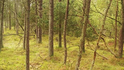 Séquence vidéo 4k d'arbres dans une forêt