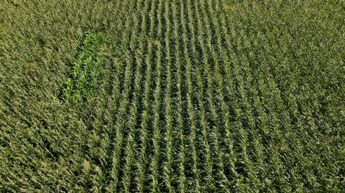 Corn Field