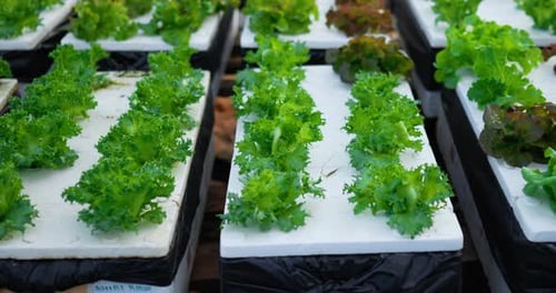 Footage close up of Fresh green oak lettuce salad, organic hydroponic vegetable